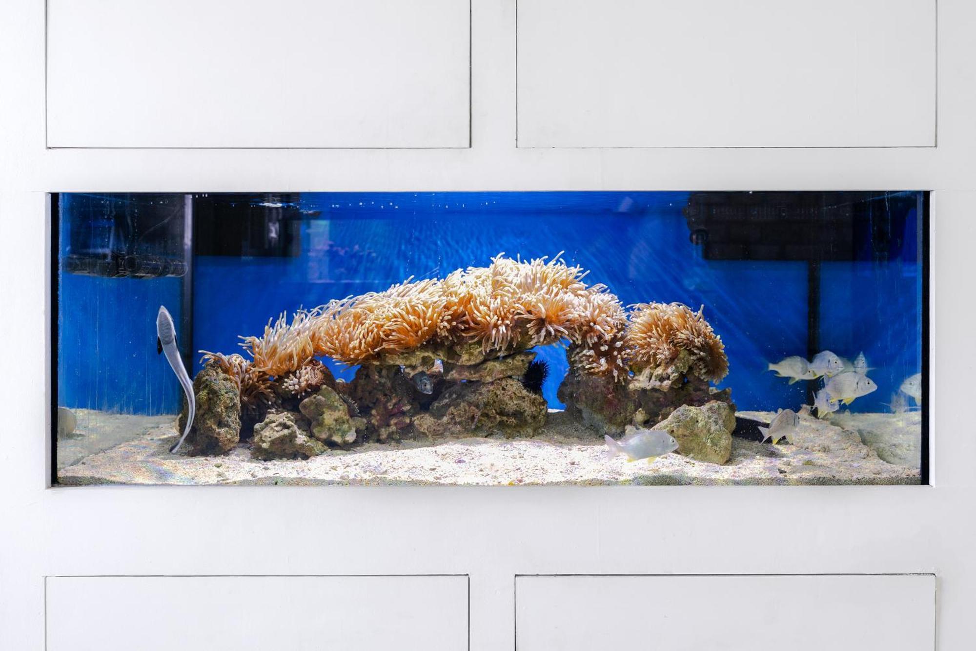 Voco Monaco Dubai By Ihg, Adults Only, World Islands Hotel Exterior photo A reef aquarium