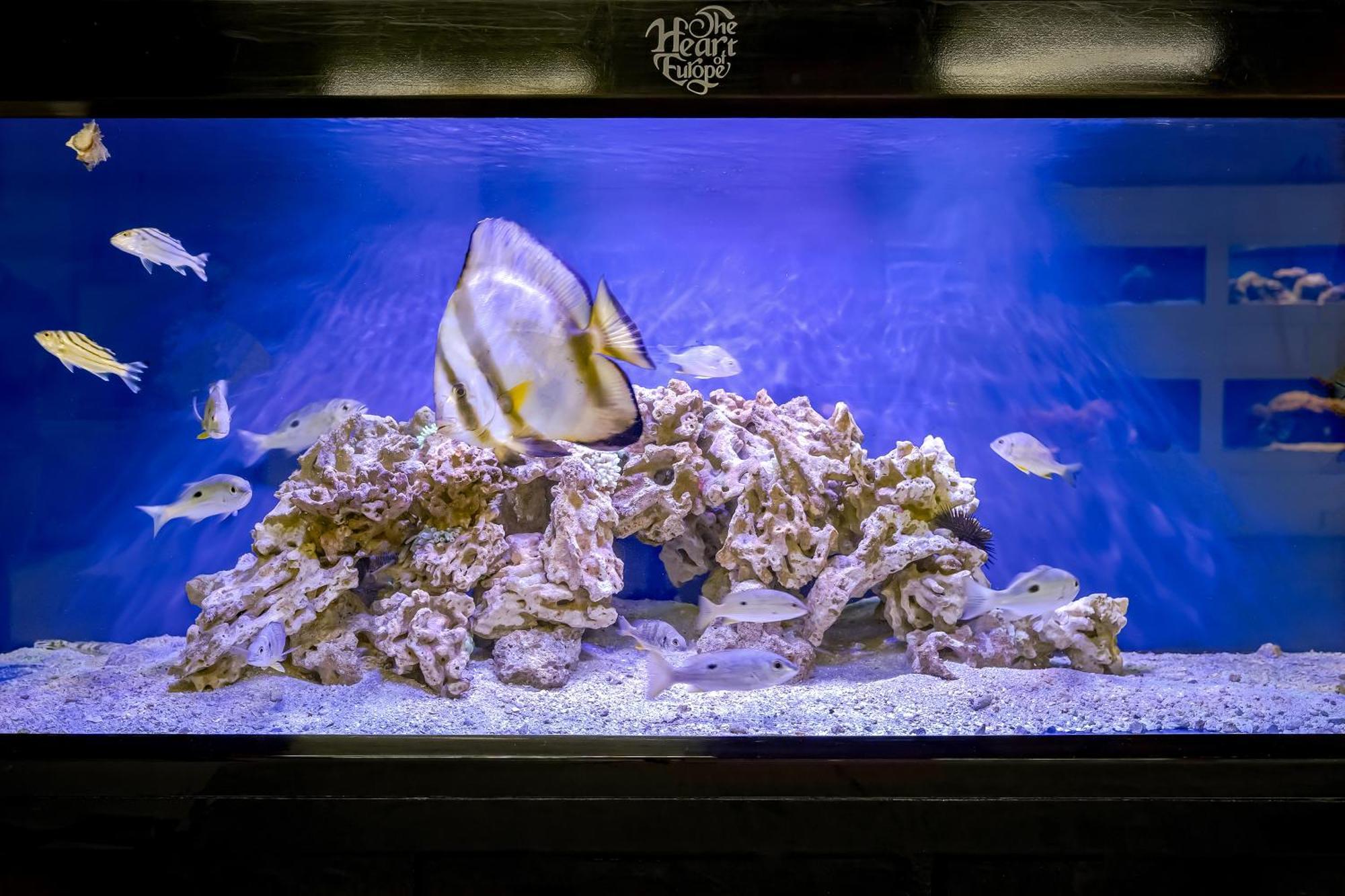Voco Monaco Dubai By Ihg, Adults Only, World Islands Hotel Exterior photo A fish tank